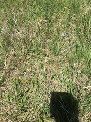 Glaucopsyche lygdamus