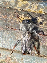 Pseudoclavellaria amerinae