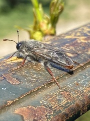 Pseudoclavellaria amerinae