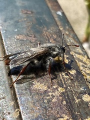 Pseudoclavellaria amerinae