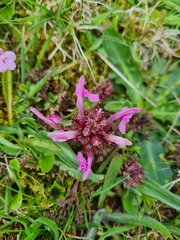 Pedicularis sylvatica