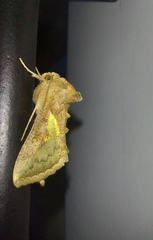 Thysanoplusia orichalcea