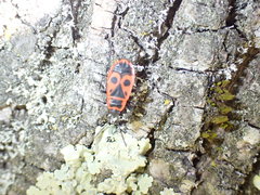 Pyrrhocoris apterus