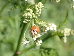 Harmonia axyridis
