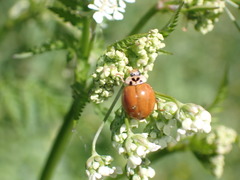 Harmonia axyridis