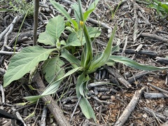 Hypoxis villosa