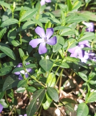 Vinca minor