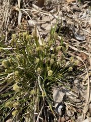 Carex umbrosa pseudosabynensis