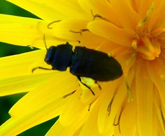 Anthaxia quadripunctata