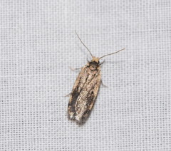 Hoplostega ochroma