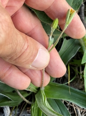 Hypoxis villosa