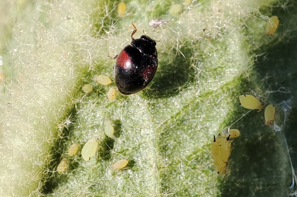 Scymnus marginalis