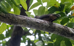 Phapitreron amethystinus