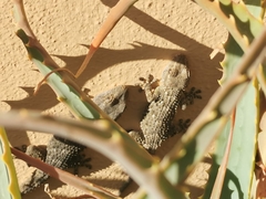 Tarentola mauritanica