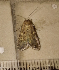 Spodoptera exigua