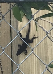 Anolis