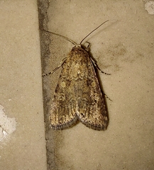 Spodoptera exigua
