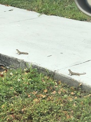 Leiocephalus carinatus