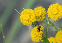 Stenurella melanura