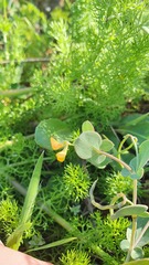 Coronilla scorpioides