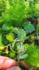 Coronilla scorpioides