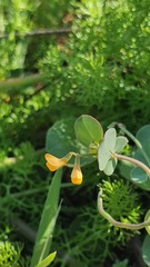Coronilla scorpioides