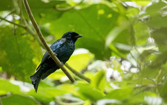 Dicrurus balicassius