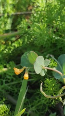 Coronilla scorpioides