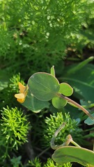 Coronilla scorpioides
