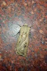 Agrotis spinifera