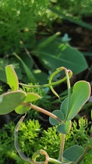 Coronilla scorpioides