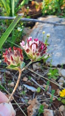 Anthyllis vulneraria maura