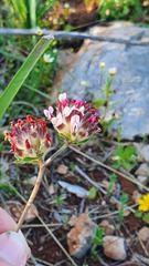 Anthyllis vulneraria maura