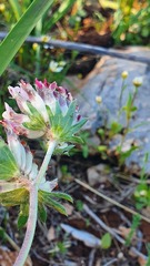 Anthyllis vulneraria maura