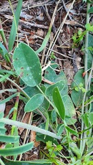 Anthyllis vulneraria maura