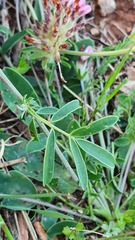 Anthyllis vulneraria maura