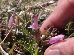 Pedicularis sylvatica