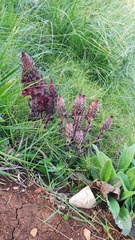 Orobanche variegata