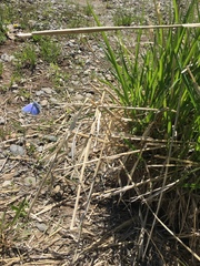 Glaucopsyche lygdamus