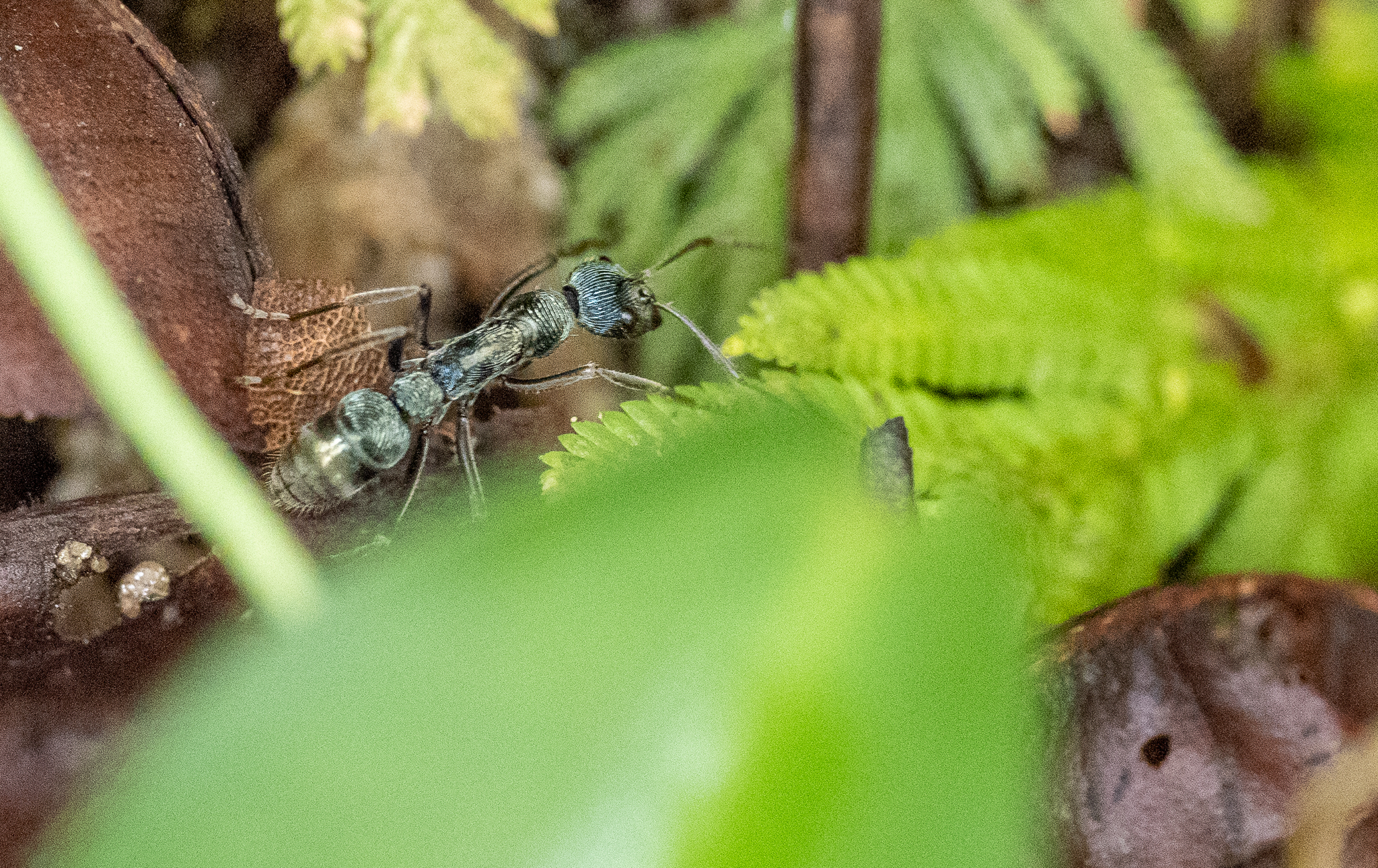 Diacamma viridipurpureum