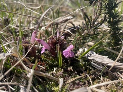 Pedicularis sylvatica