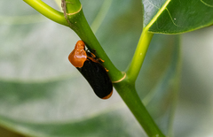 Gynopygoplax walkeri