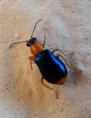 Ebaeus