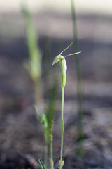 Pterostylis setulosa