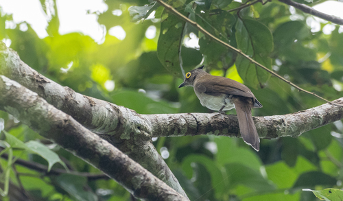 Yellow-wattled Bulbul (Microtarsus urostictus), photo 5