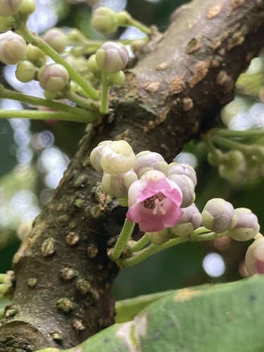 Saurauia roxburghii, photograph 1