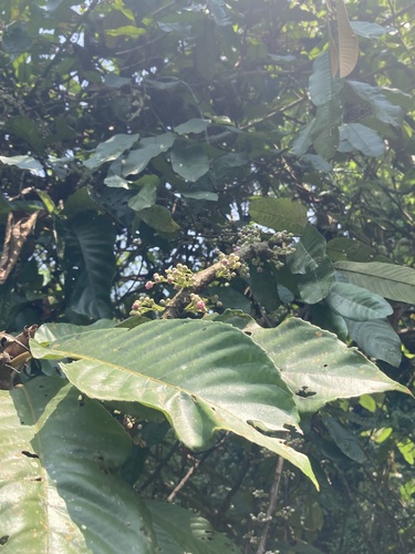 Saurauia roxburghii, photograph 3