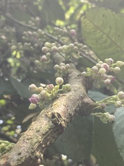 Saurauia roxburghii