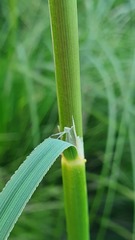 Ampelodesmos mauritanicus