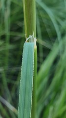 Ampelodesmos mauritanicus